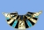 Eqyptian Collar