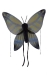 Wings Child Buttrfly Yw Grn