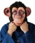 Comic Chimp In Lazy Song