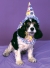 Pet Costume Clown