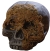 Skull Moss Covered No Jaw