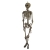 Hanging Skeleton 60In