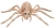 Spider Skeleton