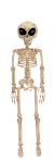 Alien Skeleton Bone Color 37In