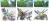 Spiders Rubber Assorted