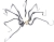 Large Skull Spider 47In