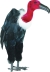 Vulture W Black Feathers