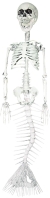 Mermaid Skeleton 30 In