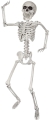 Skeleton 24 In.