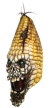Evil Corn