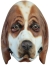Basset Hound Mask
