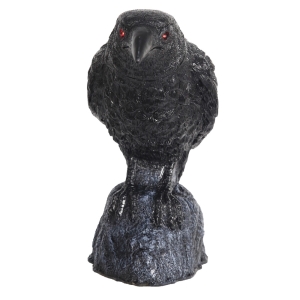 Raven Head Turning W Sound