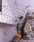 Spider Web 9Ft Rope White