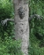 Spooky Living Tree Decor