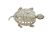 Turtle Skeleton