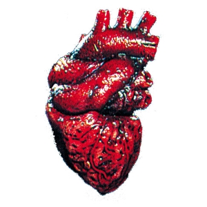 Heart
