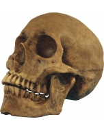 Resin Cranium (1 In Box)